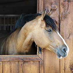 confined animal spaces need moisture and odor management