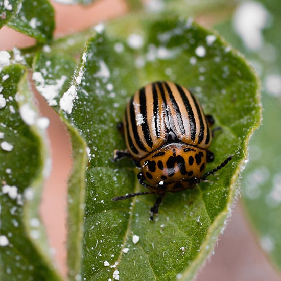 pumice powder works as a mechanical insecticide