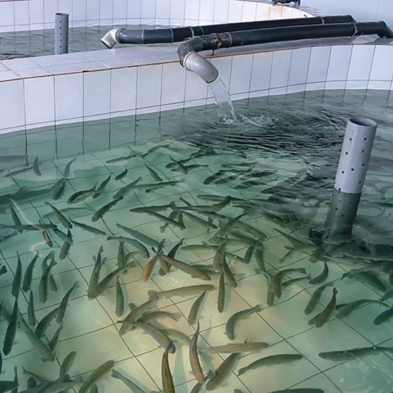 trout fingerlings in filtered-water raceways