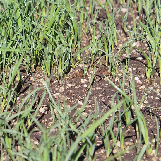 new lawn growing in pumice-amended clay soil