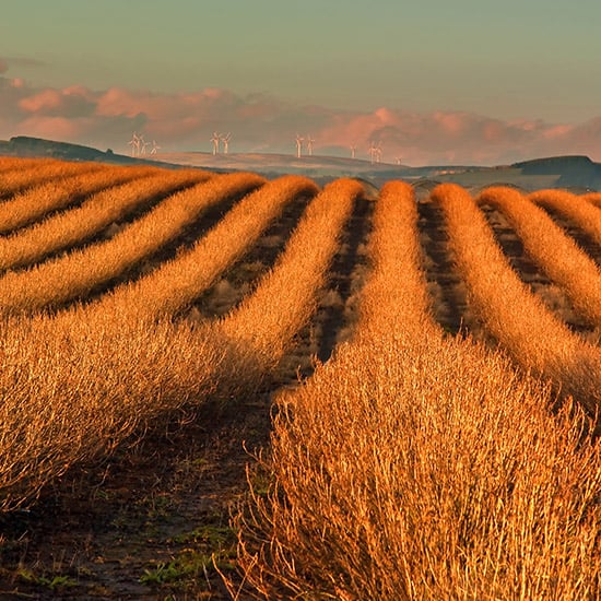 high-value perennial crops like berries can thrive in poor native soils with long-term structural amendment from pumice.