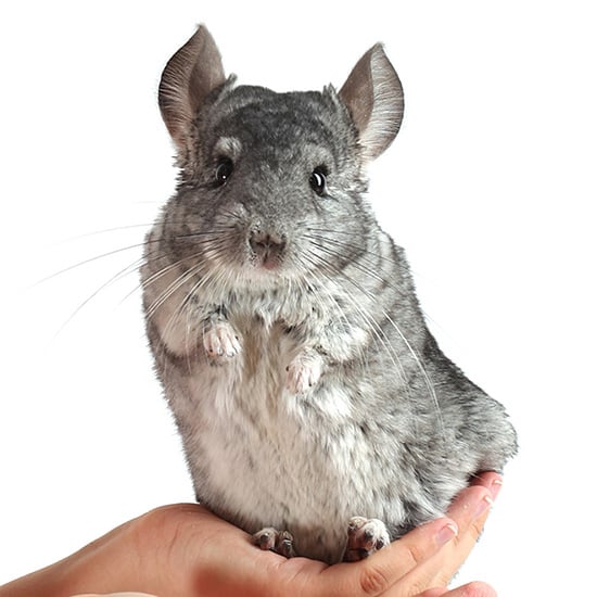 Chinchillas bath in pumice dust