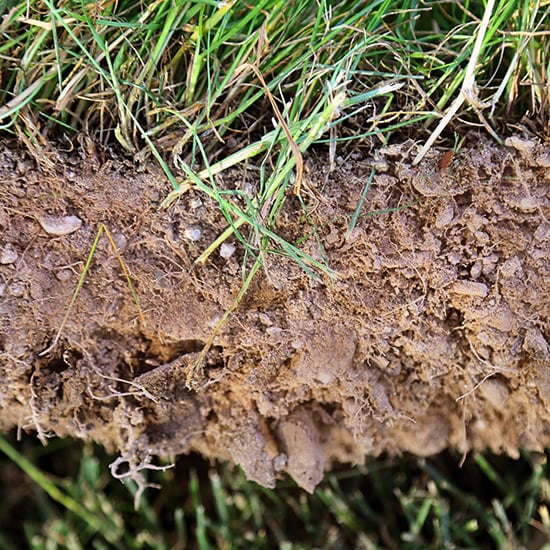 thriving lawn turf bed extensively ammended with pumice